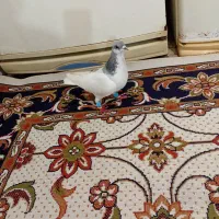 کبوتر