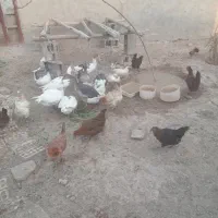 غاز|حیوانات مزرعه|رامشیر, |دیوار