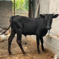 گوساله نر ورزاکوله گیل دورگ