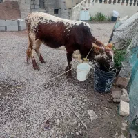 لیشه یک ساله ونیم فروش فوری