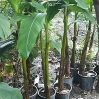 ۱۸ عدد نهال موز مناسب حیاط و فضاسازی (کوچصفهان)