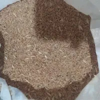 گندم
