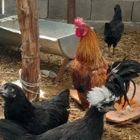 خروس محلی بزرگ فروش یا معاوضه