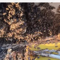 زنبور عسل