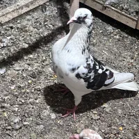 ۲ عدد کفتر پرشی یکی از یکی بهتر