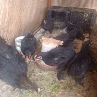 تعدادی جوجه ی سیاه مرند کاملا سالم واکسینه شده