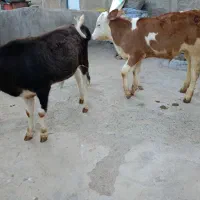 گاو  گوساله نر دو عدد سیمینتال