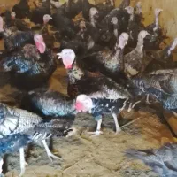 بقلمون برنز انگلیس