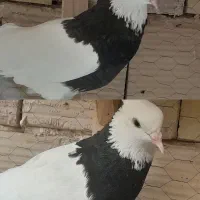 کفتر رنگه قلدور پای هم دانه 320مفت