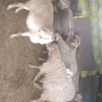 میش ابسن دار دوچندان چهار دندان