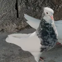 طوقی طوق شازده الماسی بهبهونی