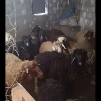 بره نر و بزغاله نر
