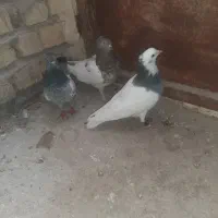 کبوتر ماده وجوجه بزک