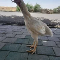 لاری