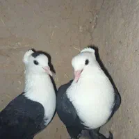 کبوتر کلاغ یا کله سفید
