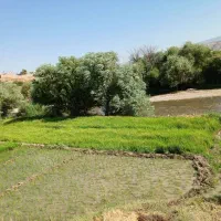 بذر(تیولکی)شمشیری