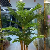 درختچه کنارسالنی به قیمت نزدیک عمده