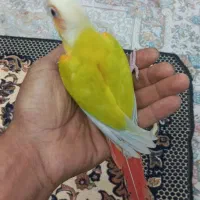 گیرینچیک ردچیک