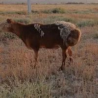 فروش قوچ چینی درجه یک