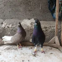 نر ماده دم سفید اس