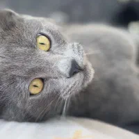 گربه