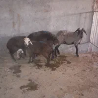 دو راس میش با بره
