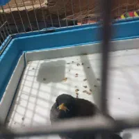 جوجه مینا شاه تخم 1 ماهه