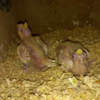 جوجه عروس هلندی لوتینو