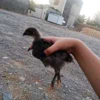 جوجه