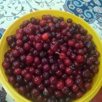 فروش آلبالو