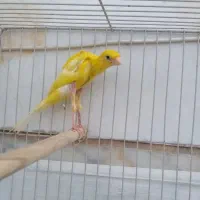 یک عددقناری جیبر