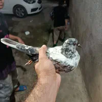کبوتر گرفته