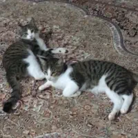گربه