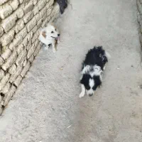 دو عدد سگ خوب و تربیت شده