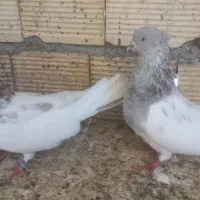 کبوتر کله صابونی یا کله ای