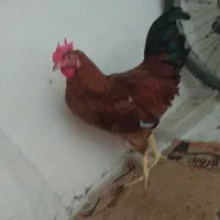 خروس