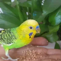 یک جفت مرغ عشق