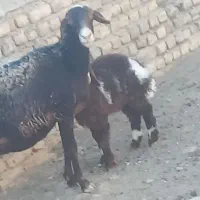 میش افشاری