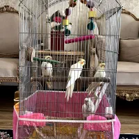 جوجه عروس هلندی همراه با قفس