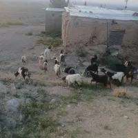 فروش چند رس گوسفند