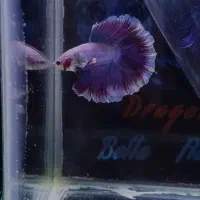 ماهی فایتر هافمون و رزتیل سایز ۶تا۶.۵ سانت وارداتی