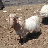 چبش چا ق