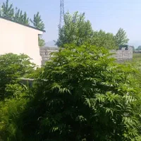210متر-زمینکاسبی-چالوس-محله-گیلکلا-عباسکلا-هچیرود