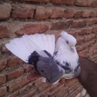 کبوتر پرشی