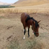 اسب|اسب و تجهیزات اسبسواری|اشنویه, |دیوار