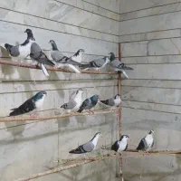 کبوتر سیاه پشت دمگیر