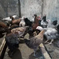 جوجه 4ماهه