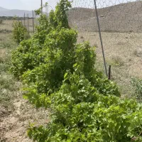 فروش زمین باغی استخر دار و حصار کشیده