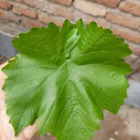 برگ مو تر و تازه