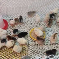 جوجه محلی اصل واکسن خورده